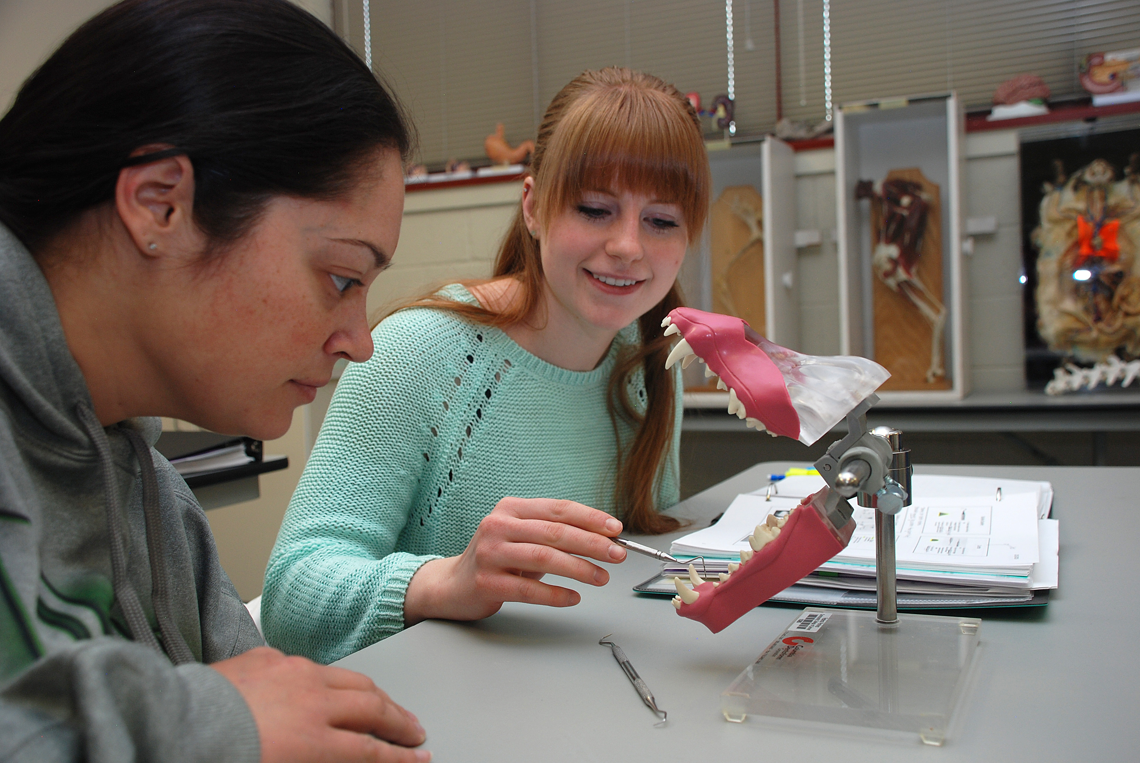 two female students look at model of animal jaws