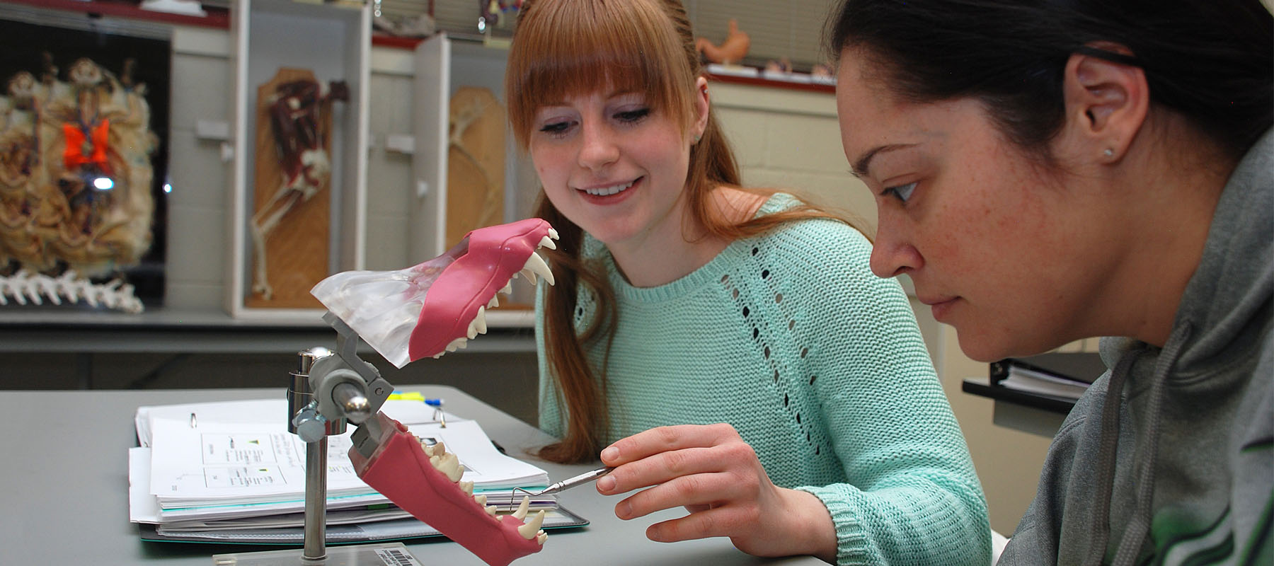 students in the vet tech look at a model of teeth of a canine