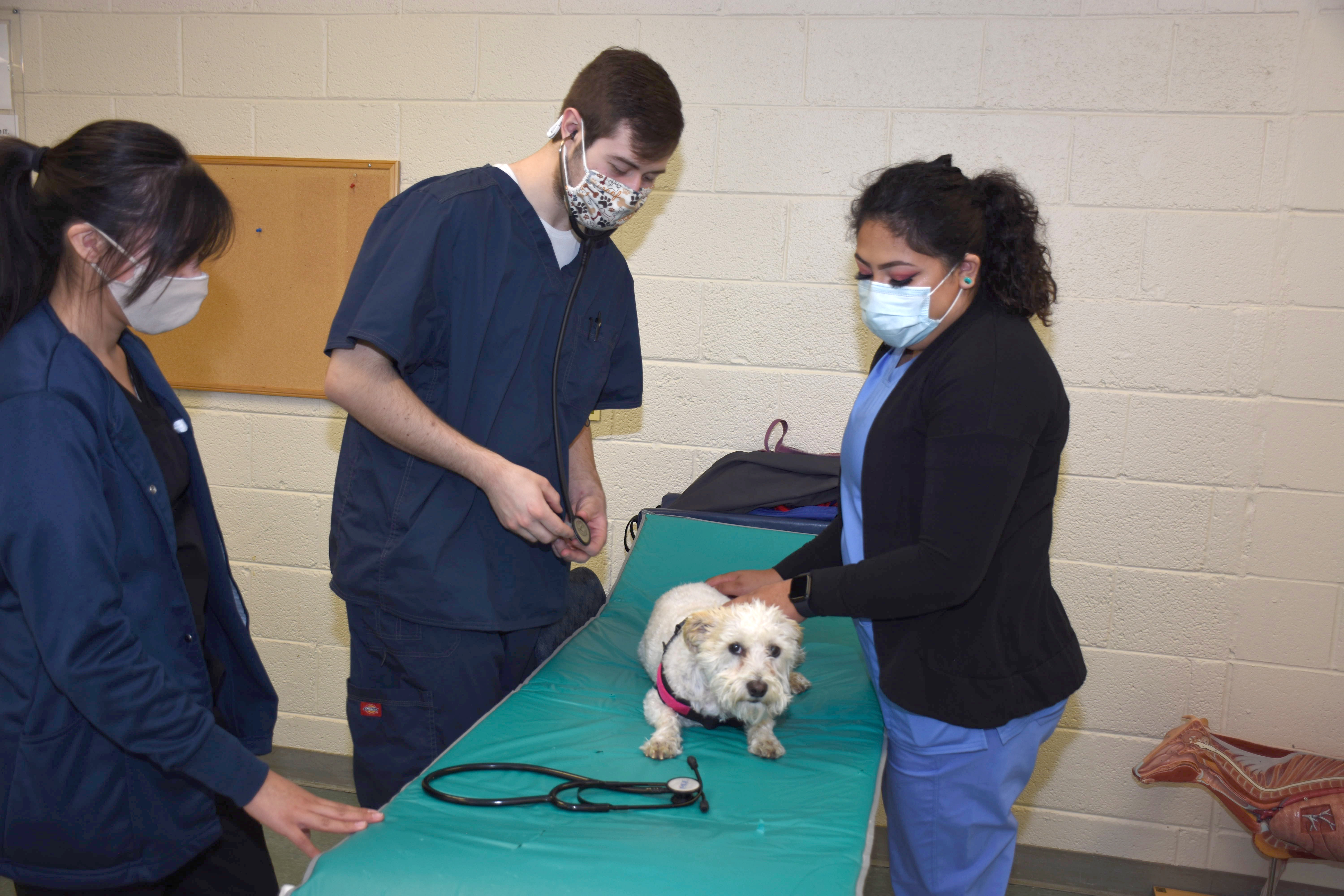 2 female and 1 male college students in blue scrubs working on a small white dog