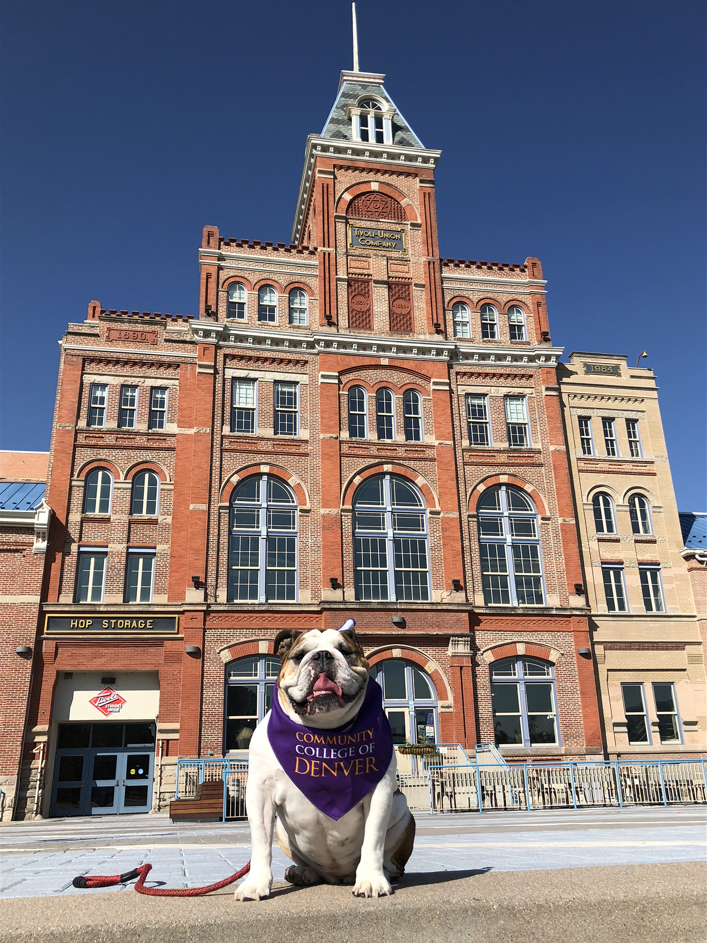 picture of a building with a bull dog in front of it. 
