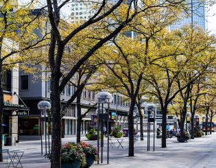 Trees lining 16th Street in Downtown Denver.