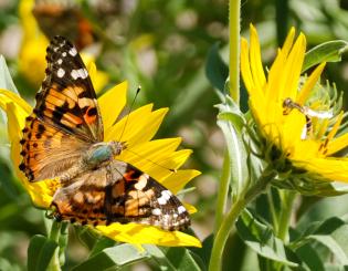 monarch butterfly on yellow flower