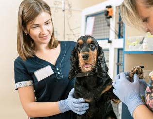 two vet techs in scrubs with a dog