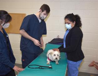 2 female and 1 male college students in blue scrubs working on a small white dog