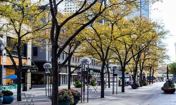 Trees lining 16th Street in Downtown Denver.