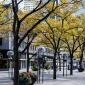 Trees lining 16th Street in Downtown Denver.