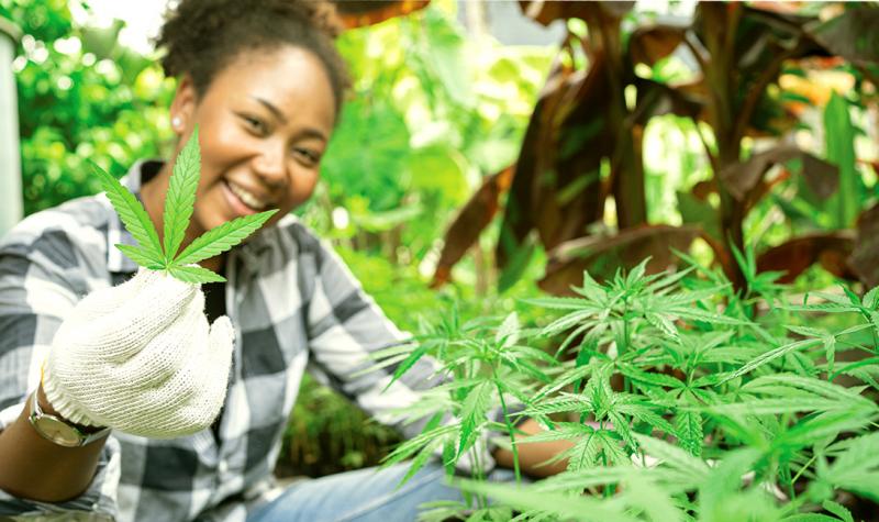 black woman wearing a black and white checked shirt and white gloves smiling while holding up a cannabis leaf in her right hand and crouched down among cannabis plants
