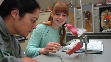 two female students look at model of animal jaws